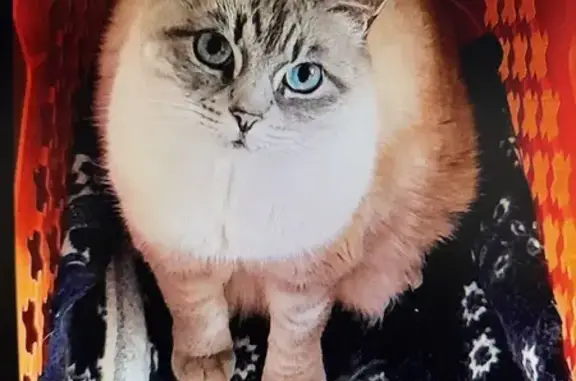 Chat perdu, Sallanches, photo: Perdu chat femelle, Impasse Belle Tour, Sallanches - gentille mais un peu craintive
