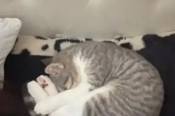Lost pets San Jose, photo: Lost male cat, Lucretia Avenue, San Jose - blueish grey with tiger stripes