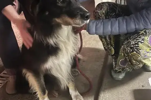 Chien trouvé Onesse-Laharie, photo: Trouvé chien mâle, Mézos, Onesse-Laharie - marron et blanc