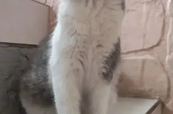 Animales perdidos Tepic, foto: Perdido gato hembra, Calle D, Tepic - cola muy esponjada