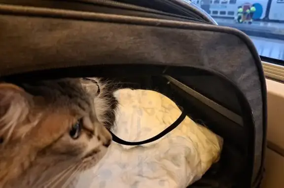 Perdido gato hembra, Carrer d'Alacant, 22, València - muy asustada - photo