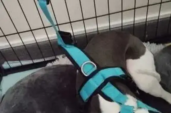 Perdido perro masculino, Calle el Souto, Fabero, Ponferrada - photo