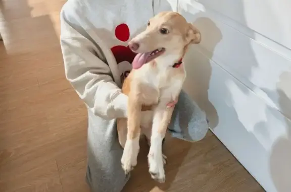 Encontrado perro masculino, La...