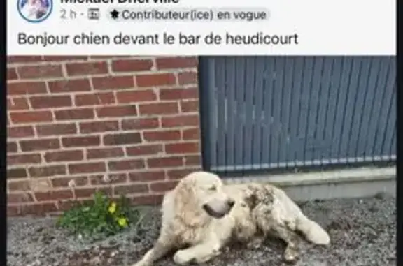 Chien perdu, Rue de la Place, Guyencourt-Saulcourt, Épehy - épileptique - photo