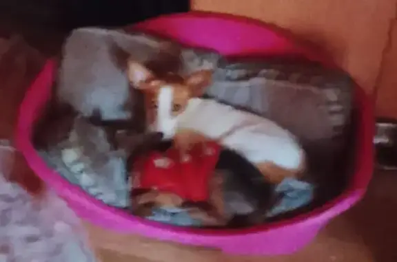 Perdido perro hembra, Camino San Ildefonso, Sevilla - blanca y marrón - photo