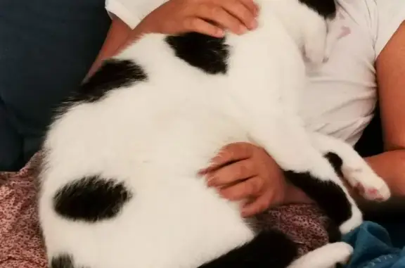 Animaux perdus Villars-les-Dombes, photo: Chat perdu, Rue Chant-Loup, 9, Joyeux - femelle noire et blanche