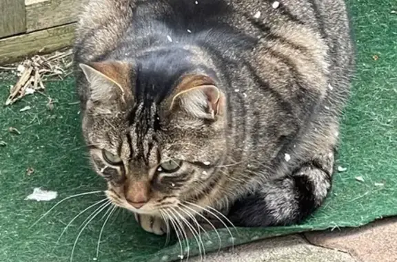 Animaux perdus Guilherand-Granges, photo: Perdu Chat, Impasse de la Corderie, Guilherand-Granges - Européen gris et noir