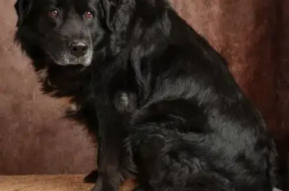 Animaux perdus Lyon, photo: Chien perdu, Namps-Maisnil, Hauts-de-France - gros chien de 50kg