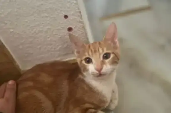 Perdido gato masculino, Calle Jilguero, Almensilla, Mairena del Aljarafe - photo