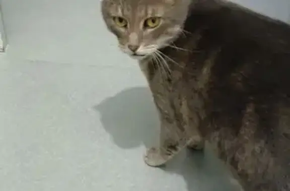 Animaux perdus Reims, photo: Perdu chat homme, Rue Jean d'Aulan, Reims - grand chat gris