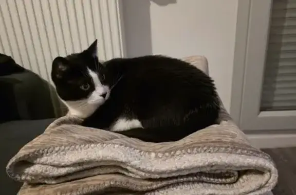 Chat perdu, Allée des Brandons, Combs-la-Ville - noir et blanc, sociable - photo