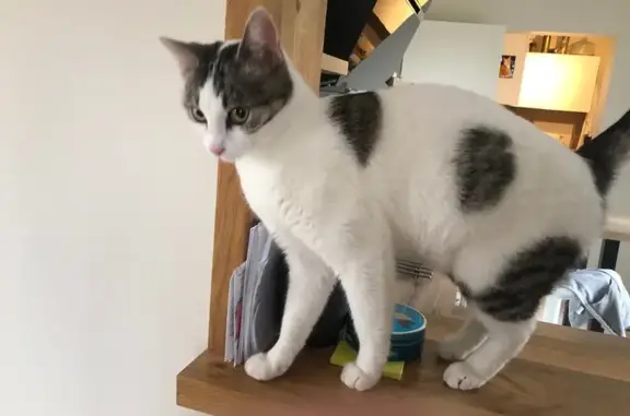 Animaux perdus Samatan, photo: Perdu chat femelle, Chemin de Moutet, Samatan - miaule beaucoup