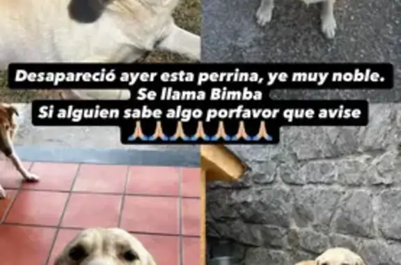 Perdido perro hembra, Pola de Laviana, Laviana - labrador noble - photo
