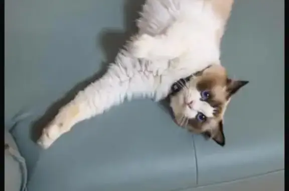 Lost female cat, Grace Park, Singapore - white and brown Ragdoll - photo