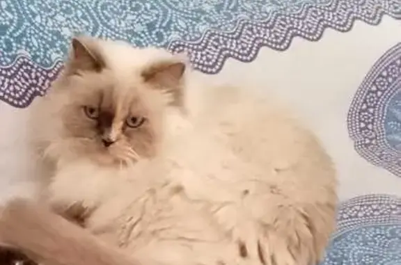 Perdido gato hembra, Calle Minerva, Canarias, Madrid - photo