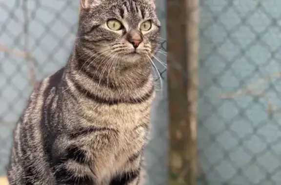 Animaux perdus Folschviller, photo: Perdu chat femelle, Rue Principale, Folschviller - robe tigrée grise