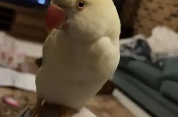 Lost female bird, Baulkham Hills, Sydney - Indian ringneck - photo