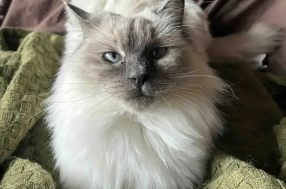 Lost female cat, Greens Road, 205, Wyndham City, Little River - blue point, very friendly - photo