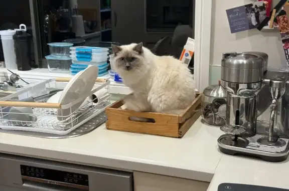 Lost pets Curl Curl, photo: Lost male cat, Abingdon Street, Northern Beaches Council - blueprint ragdoll