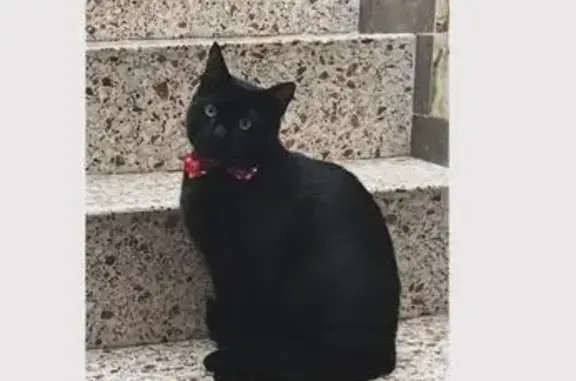 Gato perdido Macho, Reus (sl495492) - photo