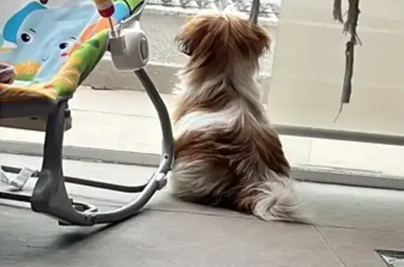 Cachorro encontrado Macho (brf...