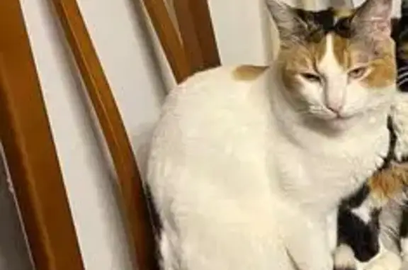 Perdido gato hembra, San Pedro Alcántara, San Pedro de Alcantara - blanco con negro - photo