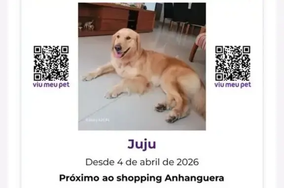 Cachorro perdido Fêmea (brl002624) - photo