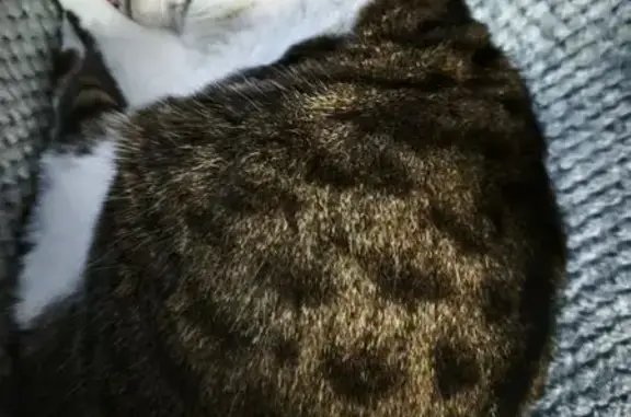 Chat perdu, Rue des Mouettes, Montmartin-sur-Mer - Mimie, pucée et stérilisée - photo
