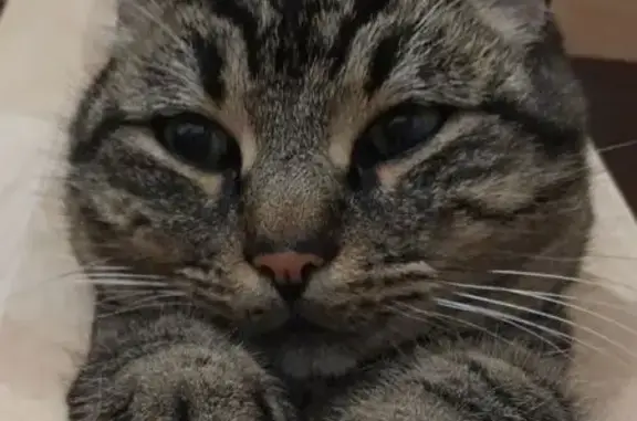 Animaux perdus Mazé-Milon, photo: Perdu chat tigré, Rue du Fosse D’Enclos, Mazé-Milon - très craintif