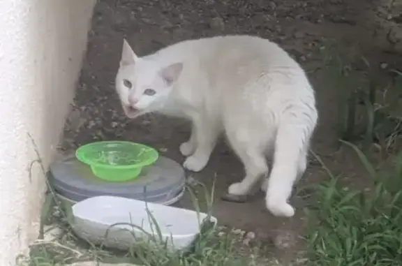 Animaux trouvés Fréjus, photo: Trouvé Chat blanc, Avenue du Mont Joli, Le Cannet, Fréjus