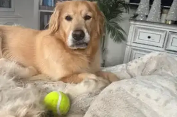 Lost male dog, Bakerstown, Gibsonia - golden fluffy coat - photo