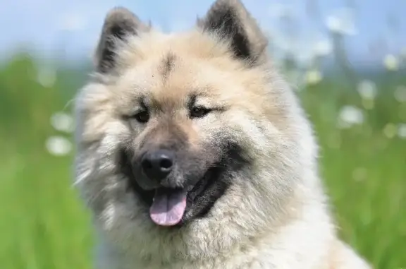 Chien perdu, femme Eurasier, Chemin du Panel, Souleuvre en Bocage, Bellême - photo