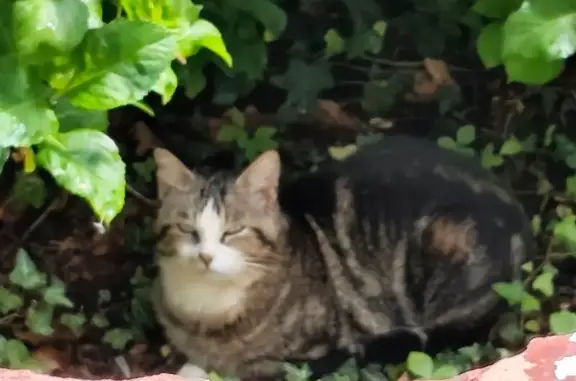 Animaux trouvés Thuré, photo: Trouvé Chat tigré, Ciboure, Nouvelle-Aquitaine