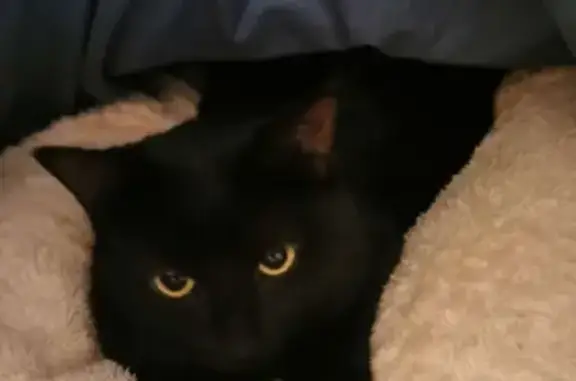 Chat perdu, Rue du Moulin, Les Auxons, Paris - chatte noire, pucée - photo