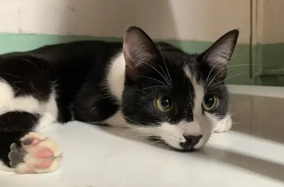 Зник кіт, площа Ринок, 9, Львів - чорно-біле забарвлення з плямою біля носа - photo