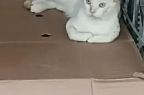 Gato desaparecido Macho (brl002625) - photo