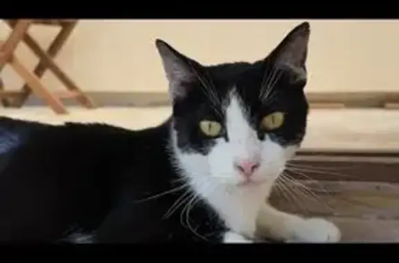 Animaux perdus Pont-Sainte-Maxence, photo: Perdu Chat mâle, Rue Jean Deschars, Pont-Sainte-Maxence - noir et blanc, 5kg