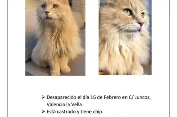 Gato perdido Macho, Pozuelo de Alarcon (sl495494) - photo