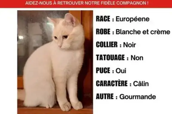 Animaux perdus Crest, photo: Perdu Chat Femme, Avenue Félix Rozier, Crest - blanche et crème