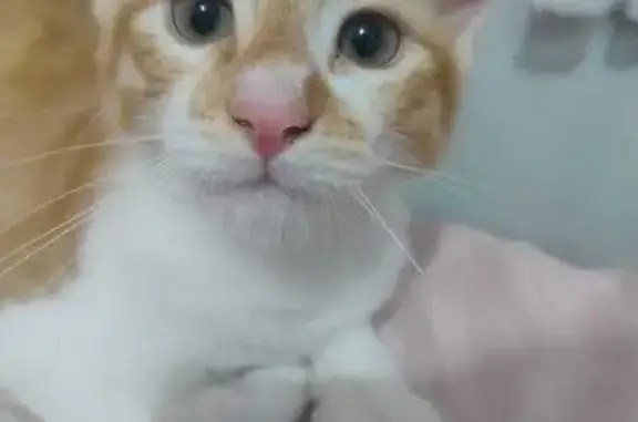 Gato desaparecido Macho (brl002626) - photo