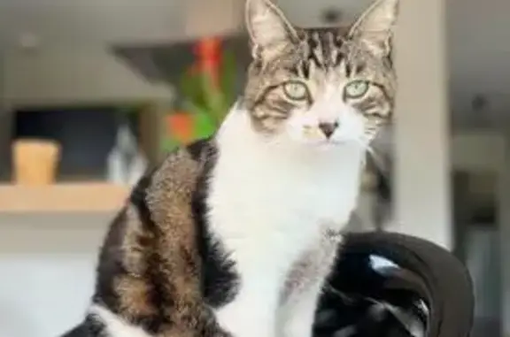 Animaux perdus Roche-lez-Beaupré, photo: Perdu Chat femme, Impasse du Bouillet, Roche-lez-Beaupré - tricolore noire blanc marron