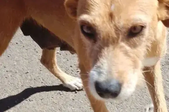 Perdido perro, Las Barreras, Canarias - hembra de color marrón claro - photo