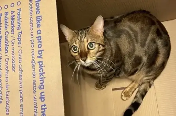 Lost male cat, 152nd Street Court East, Bonney Lake - looks like a little tiger - photo