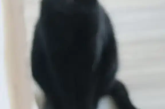 Chat trouvé Épône, photo: Trouvé Chat femme, Rue Roulette, 17, Épône - très craintive