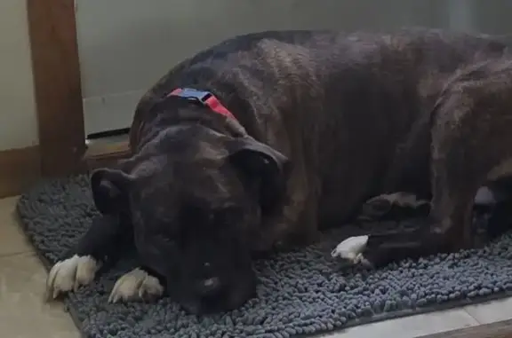 Lost female dog, Allen Road, Oconomowoc - brindle coat, lime green collar - photo