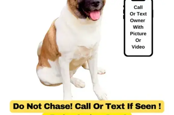 Lost female dog, Fairoaks Drive, 3224, Maryville - two year old Akita - photo