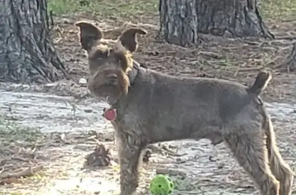 Lost male dog, Lithia Road, Wytheville - brown miniature schnauzer - photo