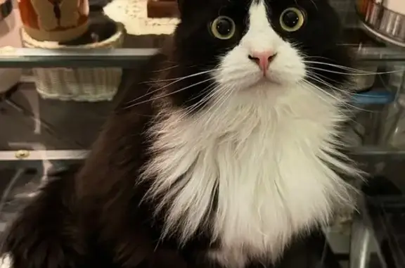 Lost male cat, Crestview Stree...