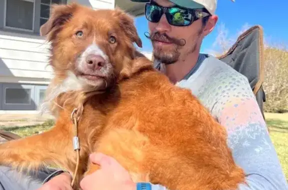 Lost pets Denver, photo: Lost female dog, South York Street, 721, Denver - reddish brown Australian Sheppard mix