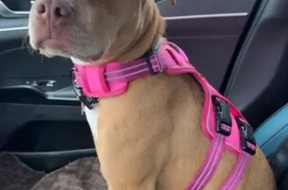 Lost pets Wareham Center, photo: Lost female dog, Old Onset Road, Wareham Center - tan/red pitbull